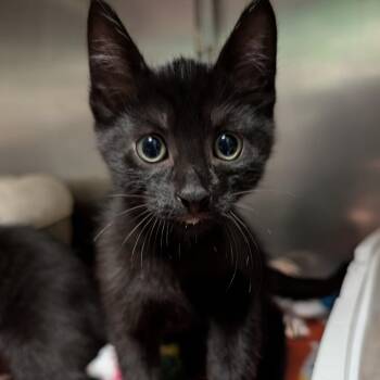 Gator -  Domestic Short Hair Cat for Adoption in Titusville, Florida - Gator | PetCurious