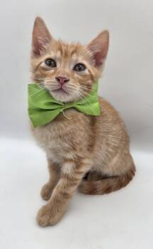 Juzi -  Domestic Short Hair and Tabby Cat for Adoption in Magnolia Springs, Alabama - Juzi | PetCurious