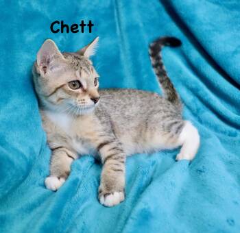 Chett -  Abyssinian Cat for Adoption in St. Augustine, Florida - Chett | PetCurious