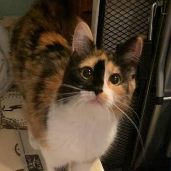 Maggie (bonded with Molly) -  Domestic Medium Hair Cat for Adoption in Pickering, Ontario - Maggie (bonded With Molly) | PetCurious