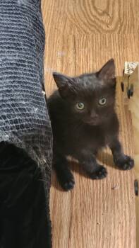 Rescue Domestic Medium Hair Cats for Adoption in Libertyville, Illinois - Fred | PetCurious