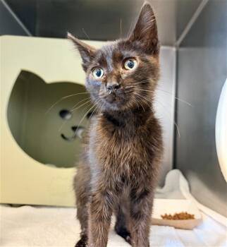 A884547 -  Domestic Short Hair Cat for Adoption in Camarillo, California - A884547 | PetCurious
