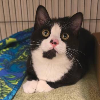 Junebug -  Domestic Short Hair Cat for Adoption in Milan, Illinois - Junebug | PetCurious