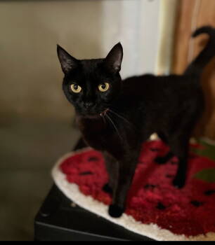 Rescue Domestic Short Hair Cats for Adoption in Hammond, Louisiana - Raven | PetCurious