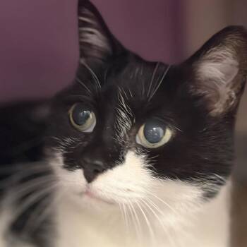 Domestic Short Hair Cats Available for Adoption in Greenville, South Carolina - Tappy | PetCurious