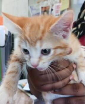Banita -  Domestic Short Hair Cat for Adoption in West Memphis, Arkansas - Banita | PetCurious