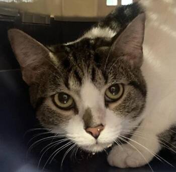 Beanie Baby -  Domestic Short Hair Cat for Adoption in Cincinnati, Ohio - Beanie Baby | PetCurious