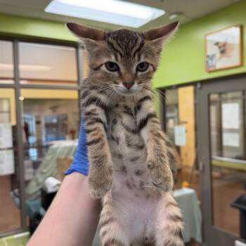 Lowes -  Domestic Short Hair Cat for Adoption in Lynchburg, Virginia - Lowes | PetCurious