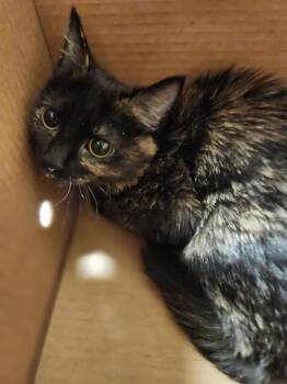 HUDDY -  Domestic Short Hair Cat Available for Adoption in Kent, Washington - HUDDY | PetCurious