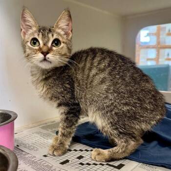 CATHERINE -  Domestic Short Hair Cat for Adoption in Riverside, California - CATHERINE | PetCurious