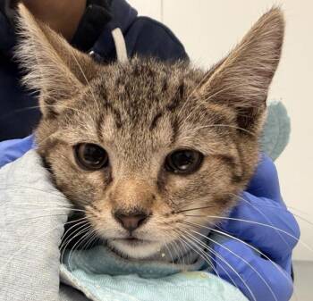 Moonbeam -  Domestic Short Hair Cat for Adoption - Moonbeam | PetCurious