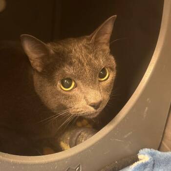 Missy -  Domestic Short Hair Cat Available for Adoption in Kansas City, Kansas - Missy | PetCurious