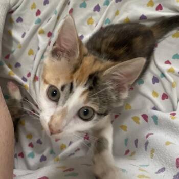 Latte -  Domestic Short Hair Cat Available for Adoption in South Miami, Florida - Latte | PetCurious