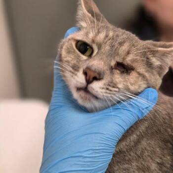 Barbara -  Domestic Short Hair Cat for Adoption in Charleston, West Virginia - Barbara | PetCurious