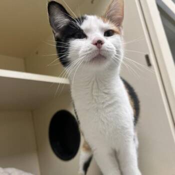 Cornucopia -  Domestic Short Hair Cat for Adoption in Dayton, Ohio - Cornucopia | PetCurious