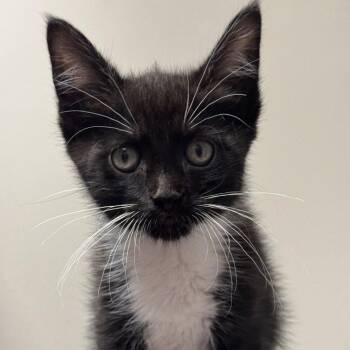 Syrup -  Domestic Short Hair Cat for Adoption in Blue Ridge, Georgia - Syrup | PetCurious