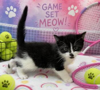 Domestic Short Hair Cats Available for Adoption in Washington Court House, Ohio - Ezra | PetCurious