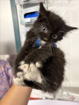 *MILKY WAY -  Domestic Medium Hair Cat for Adoption in Woodland, California - *MILKY WAY | PetCurious