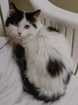 Domestic Long Hair and Domestic Short Hair Cats Available for Adoption - Kentucky | PetCurious