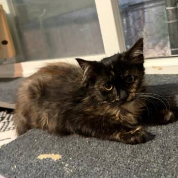 Chai -  Domestic Long Hair Cat for Adoption in Pleasanton, California - Chai | PetCurious
