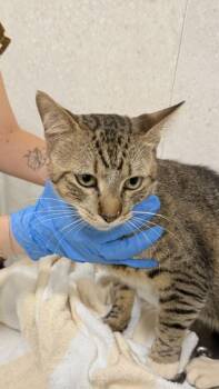 McLovin -  Domestic Short Hair Cat for Adoption in Honolulu, Hawaii - McLovin | PetCurious
