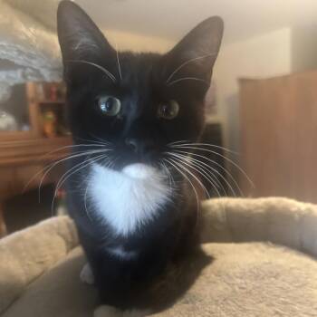 Copper -  Domestic Short Hair and Domestic Medium Hair Cat for Adoption in San Antonio, Texas - Copper | PetCurious