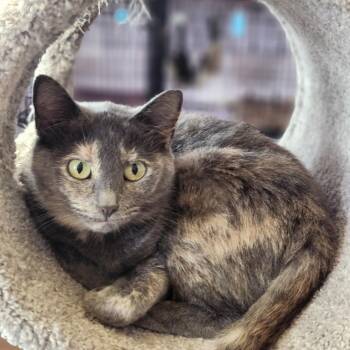 Rescue Dilute Tortoiseshell Cats for Adoption in Wild Rose, Wisconsin - Darlene | PetCurious