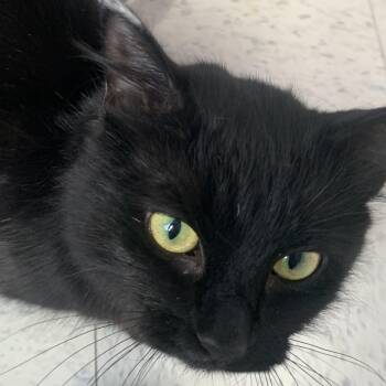 Brooke -  Domestic Medium Hair Cat Available for Adoption in Bonnyville, Alberta - Brooke | PetCurious