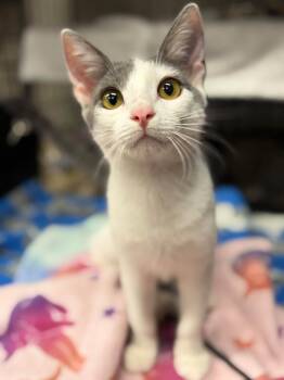 Decker -  Domestic Short Hair Cat for Adoption in Walnut Creek, California - Decker | PetCurious