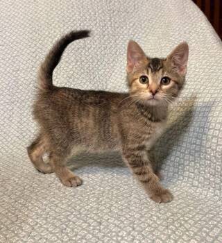 Domestic Short Hair Cats Available for Adoption in Waterloo, Iowa - Sandi | PetCurious