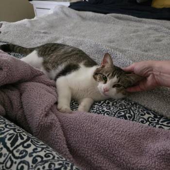 Domestic Short Hair Cats Available for Adoption in Houston, Texas - Oliver | PetCurious