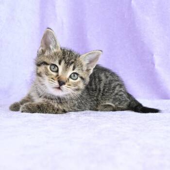 Domestic Short Hair Cats Available for Adoption in Mobile, Alabama - Sunny | PetCurious