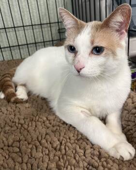 Domestic Short Hair Cats Available for Adoption in Moline, Illinois - Blue-Eyed Ted | PetCurious