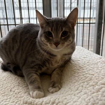 Molly -  Domestic Short Hair Cat Available for Adoption in Goleta, California - Molly | PetCurious
