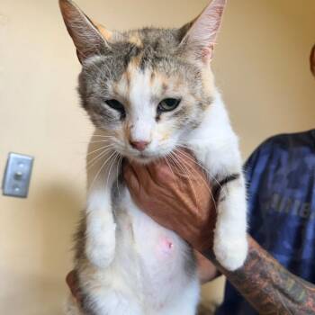 Freckles -  Domestic Short Hair Cat for Adoption in Corinth, Mississippi - Freckles | PetCurious