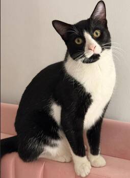 Domestic Short Hair Cats Available for Adoption in Long Beach, New York - Johnny | PetCurious