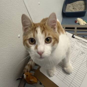 Charlie -  Domestic Short Hair Cat for Adoption in New York, New York - Charlie | PetCurious