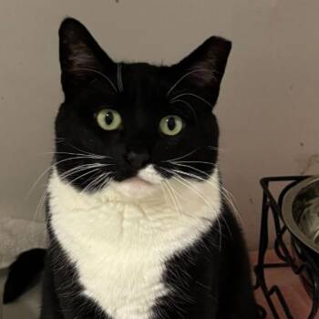 Hailey -  Domestic Short Hair Cat for Adoption in Oceanside, New York - Hailey | PetCurious