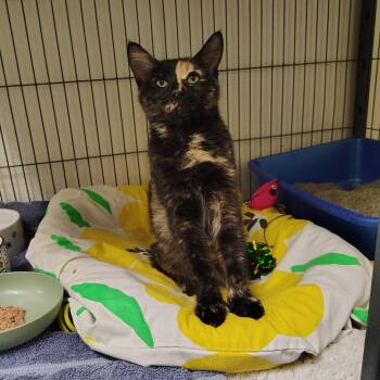 Autumn -  Domestic Medium Hair Cat for Adoption in Elmwood Park, New Jersey - Autumn | PetCurious