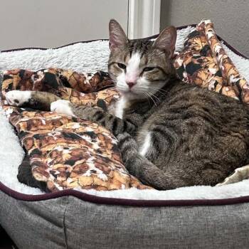 Crooked Tail -  Domestic Short Hair and Mixed Breed Cat for Adoption in Austin, Texas - Crooked Tail | PetCurious