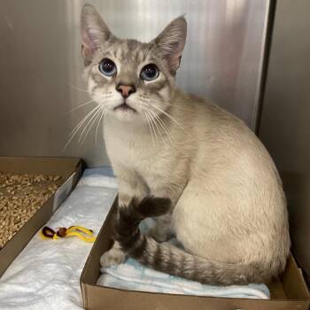 Slurpee -  Domestic Short Hair Cat for Adoption in Westminster, California - Slurpee | PetCurious