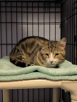 Sundance -  Domestic Short Hair Cat for Adoption in Pompano Beach, Florida - Sundance | PetCurious