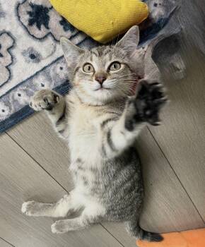 Cindy -  Tabby Cat for Adoption in Cuyahoga Falls, Ohio - Cindy | PetCurious