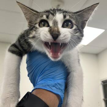 Meowth -  Domestic Short Hair Cat for Adoption in Las Cruces, New Mexico - Meowth | PetCurious