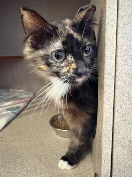 Spooky -  Domestic Long Hair and Domestic Short Hair Cat for Adoption - Spooky | PetCurious