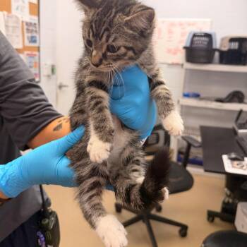 Jewel -  Domestic Short Hair Cat for Adoption in West Palm Beach, Florida - Jewel | PetCurious