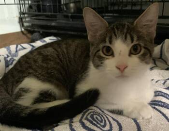 Annie26 -  Domestic Short Hair Cat for Adoption in Milwaukee, Wisconsin - Annie26 | PetCurious