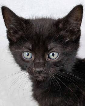 Domestic Short Hair Cats Available for Adoption - Calliope | PetCurious