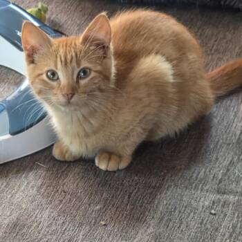Nate -  Domestic Short Hair Cat for Adoption in Minneapolis, Minnesota - Nate | PetCurious