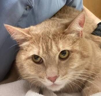 Conan -  Domestic Short Hair Cat for Adoption in Eugene, Oregon - Conan | PetCurious